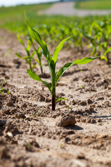 green young corn in an agricultural field