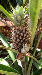 pineapple on the tree