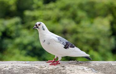 white grey pigeon