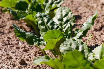 cultivation of sugar beet for the production