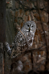 owl in winter