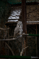owl on a branch