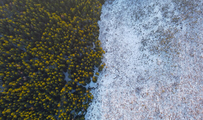 Aerial view of green forest texture with snow field