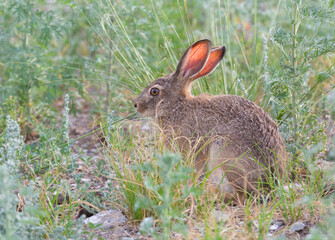 Big hare is sitting among the withered grass
