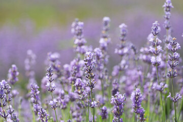 Obraz premium Purple violet color lavender flower field closeup background. Selective focus used.