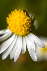 Fototapeta premium daisy flower closeup
