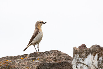 Northern wheatear sits on a stoun. Close up