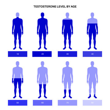 Testosterone level chart
