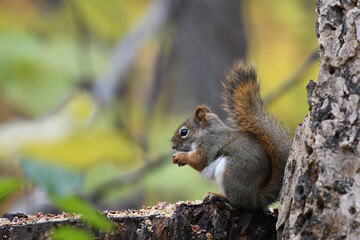 Closeup of a Grey Squirrel eating a seed