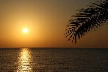 palm leaf, sea and sun