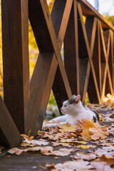 Cat lie on autumn leaves and think about something. Observe life. Relax mood. Brown fence and colorful leaves