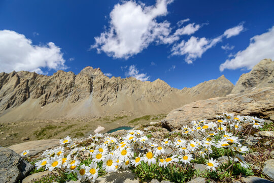 Daisies blooming in Maira Valley