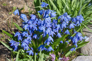 Flowering scylla two-leaved Taurica or prolesca (Lat. Scilla difolia L.) on a flower bed in the garden