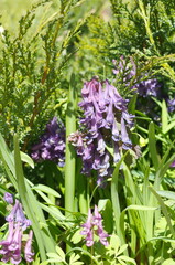 Corydalis halleri or Corydalis solida blooms in a spring flower bed