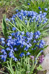 Scylla two-leaved Taurica or prolesca (Lat. Scilla difolia L.) blooms in spring on a flower bed in the garden