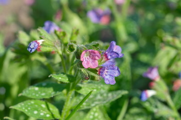 Lungwort sugar, or spotted (lat. Pulmonaria saccharata) close-up