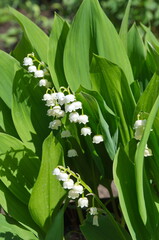 Lily of the valley May (Lat. Convallaria majalis) blooms in a flower bed in the garden