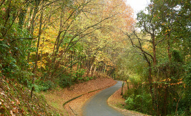 Obraz premium Narrow road in the natural park of Artxanda