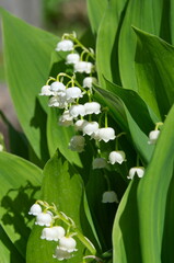 Lily of the valley May (Lat. Convallaria majalis) blooms in spring