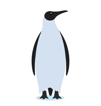 king penguin. icon in flat style on white background. antarctic bird.