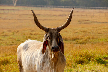 The Guzerá or Guzerat is a Brazilian breed of domestic cattle. It derives from cross-breeding of Indian Kankrej cattle