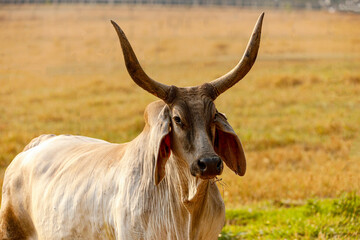 The Guzerá or Guzerat is a Brazilian breed of domestic cattle. It derives from cross-breeding of Indian Kankrej cattle