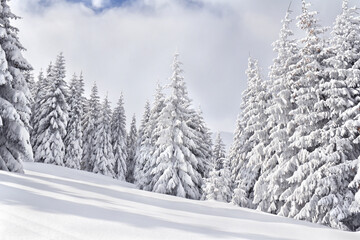 Winter landscape of mountains in snow in fir forest