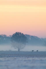 Rehe beim Sonnenaufgang