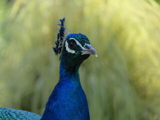 Obraz premium beautiful peacock of fantastic bright colors of long feathers