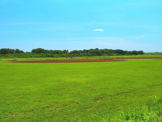 夏の野球場のある江戸川河川敷風景