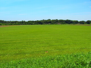 夏の野球場のある江戸川河川敷風景