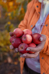 Woman picks red apples in garden © Лореш Эльза