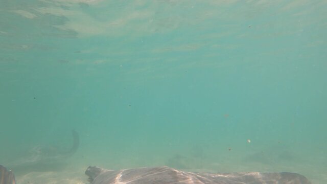 Big stingrays and some fishes swimming on sandy seabed. Close up underwater shooting.
