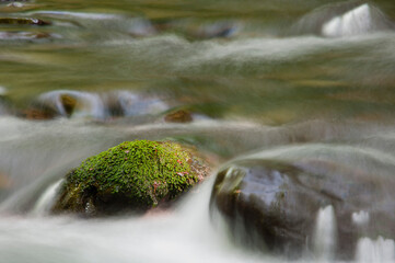 Mech na kamieniu - potok w lesie w Wapienicy