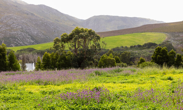 Landscape of a farm near Stanford