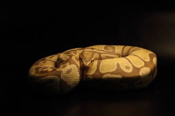 The King python (python regius), morph Banana het Clown.