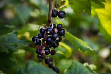 Ripe black currant on green bunch. Harvest at countryside