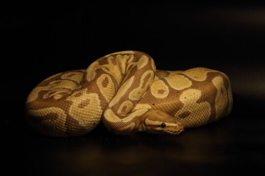 The King python (python regius), morph Banana het Clown.
