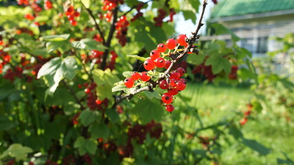 Red currant berries on the bush. Green bush and red berries.