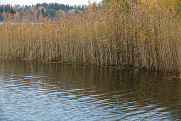 Coastal reeds are reflected in ripples on the surface of the water