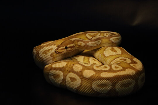 The King python (python regius), morph Banana Mojave male maker.