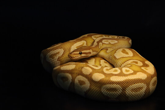 The King python (python regius), morph Banana Mojave male maker.