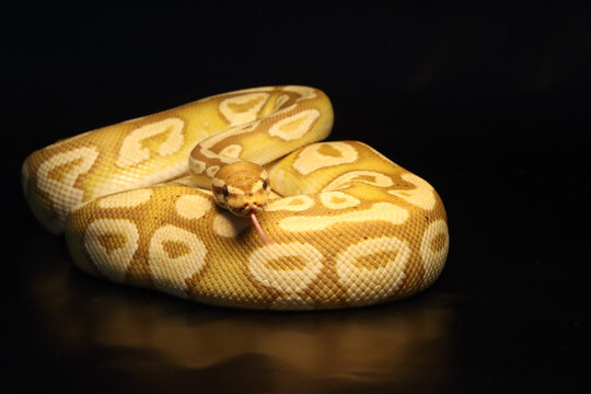 The King python (python regius), morph Banana Mojave male maker.