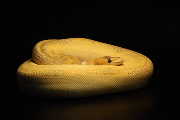 The King python (python regius), morph Champagne Fire Pastel het Clown (Fire Fly).
