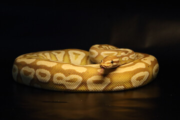 The King python (python regius), morph Banana Mojave male maker.