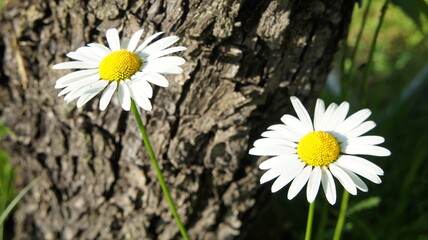 Two daisies on a background of wood and grass, white flowers