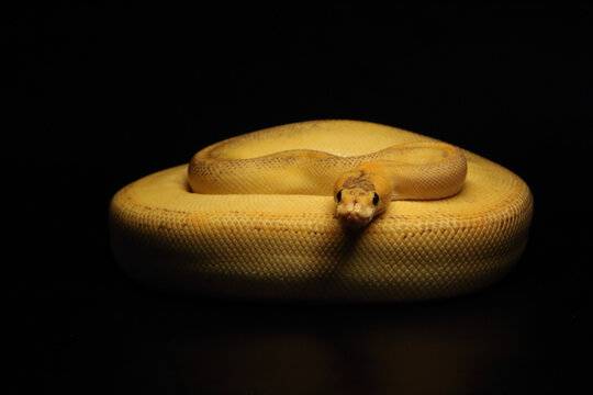 The King python (python regius), morph Champagne Fire Pastel het Clown (Fire Fly).