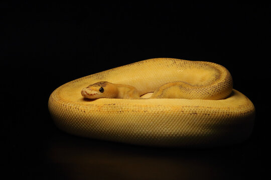 The King python (python regius), morph Champagne Fire Pastel het Clown (Fire Fly).