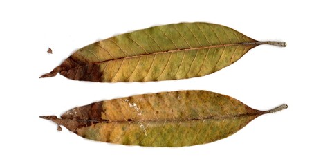  leaf isolated on white background	