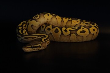The King python (python regius), morph Lesser Pastel.